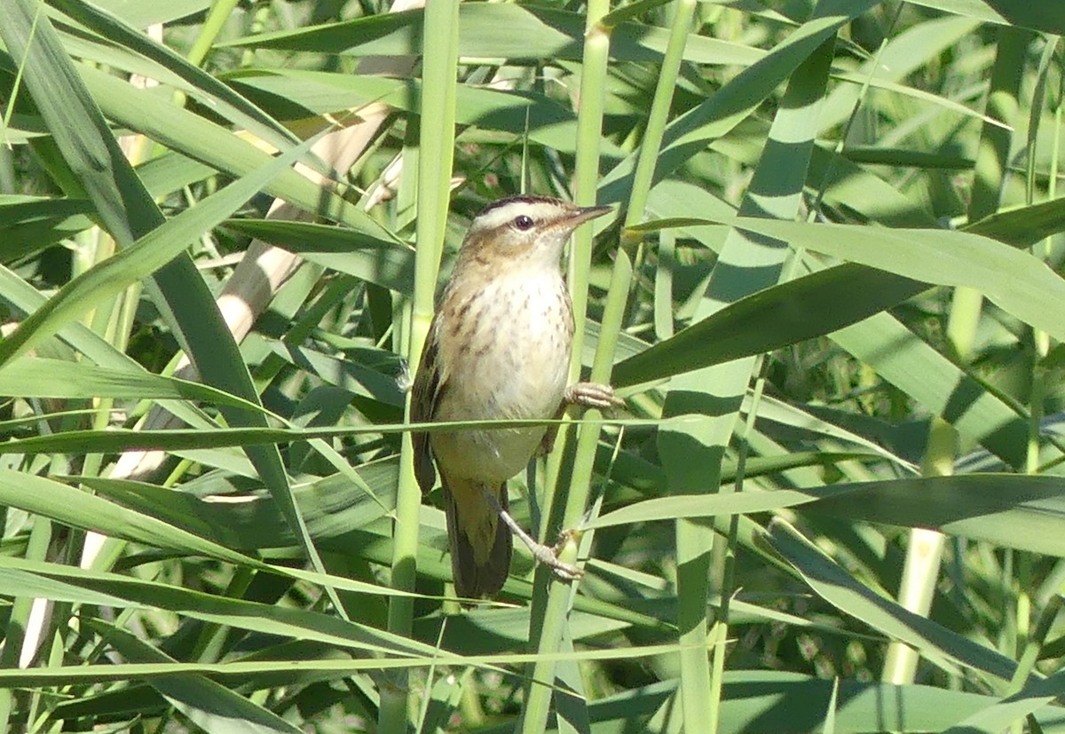 Sedge Warbler - ML646507460