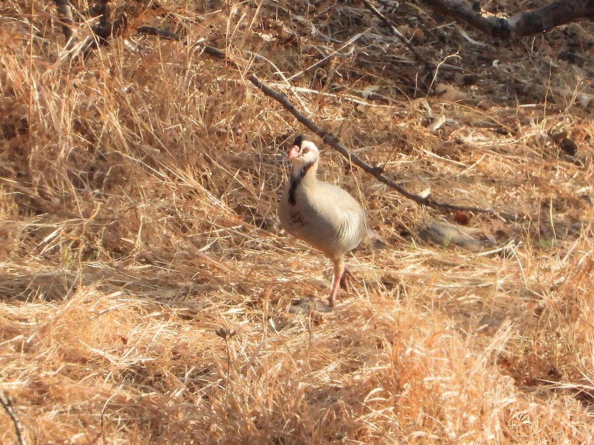 アラビアイワシャコ - ML646507462