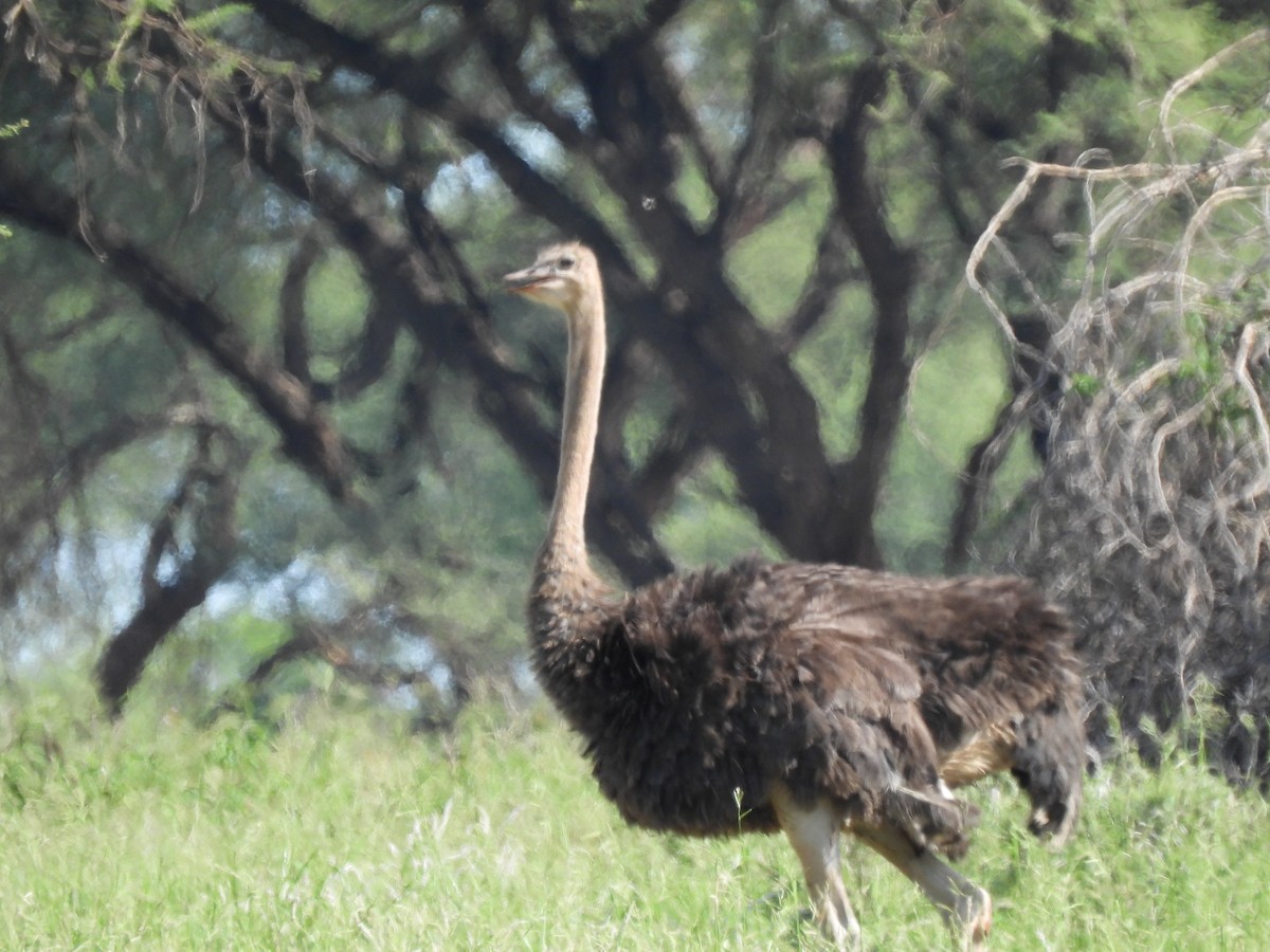 Common Ostrich - ML646507464