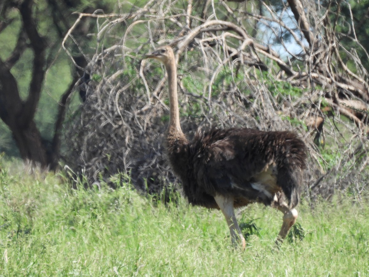Common Ostrich - ML646507465