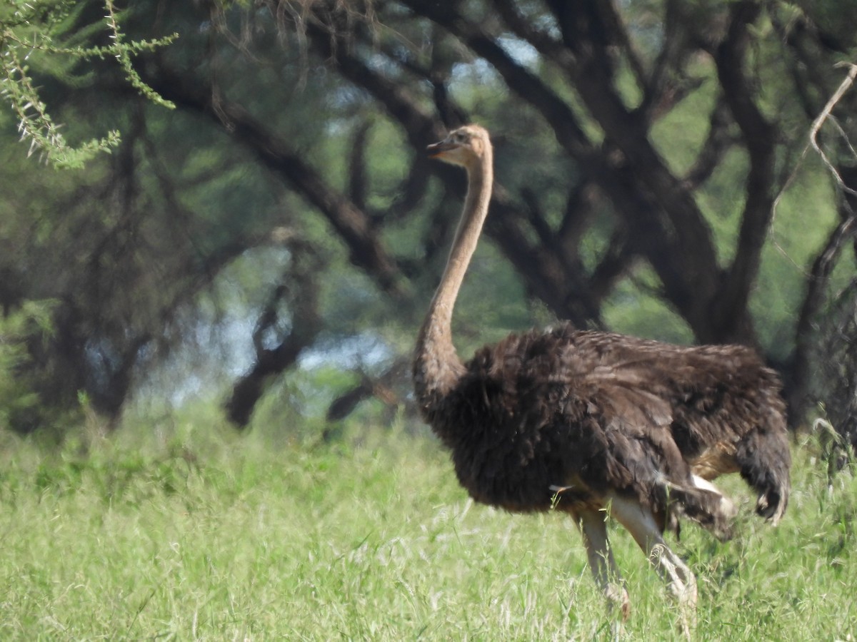 Common Ostrich - ML646507466