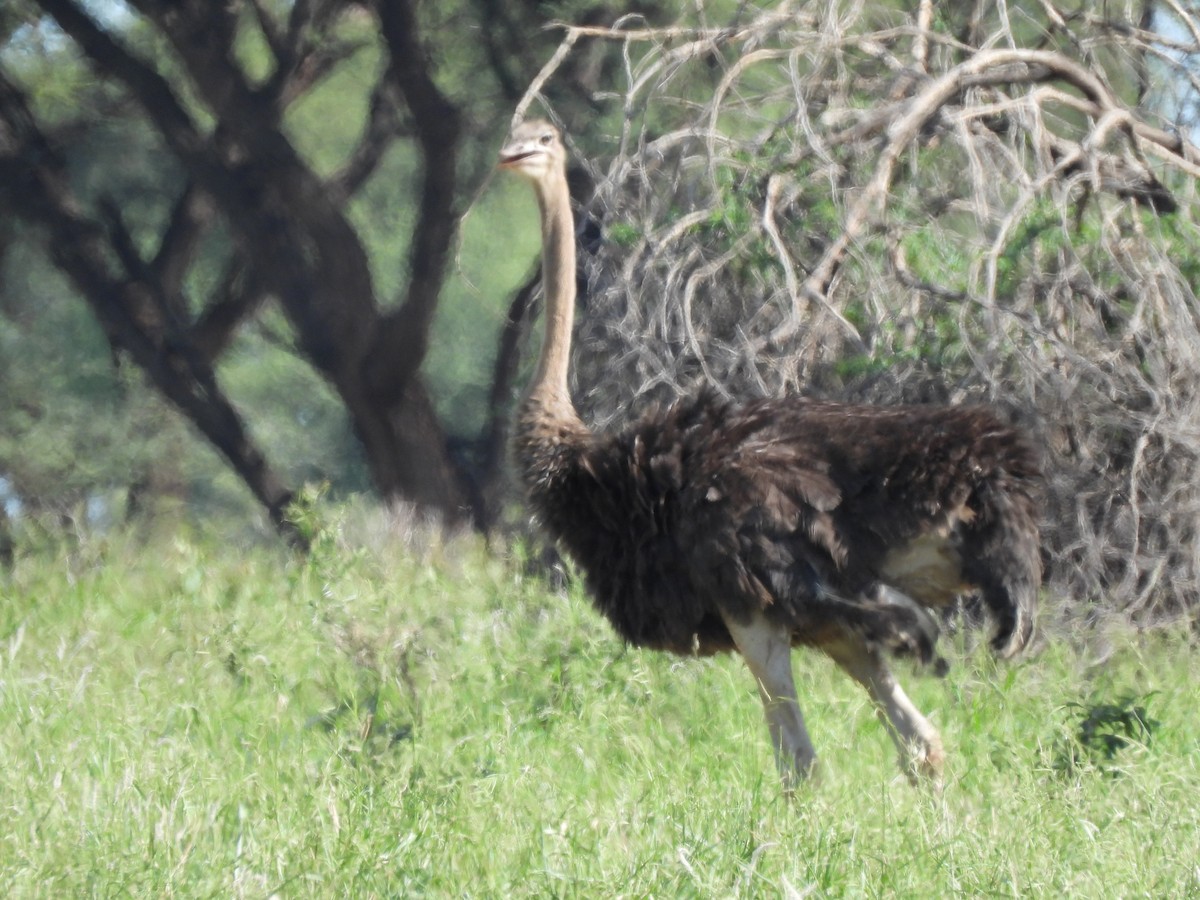 Common Ostrich - ML646507467