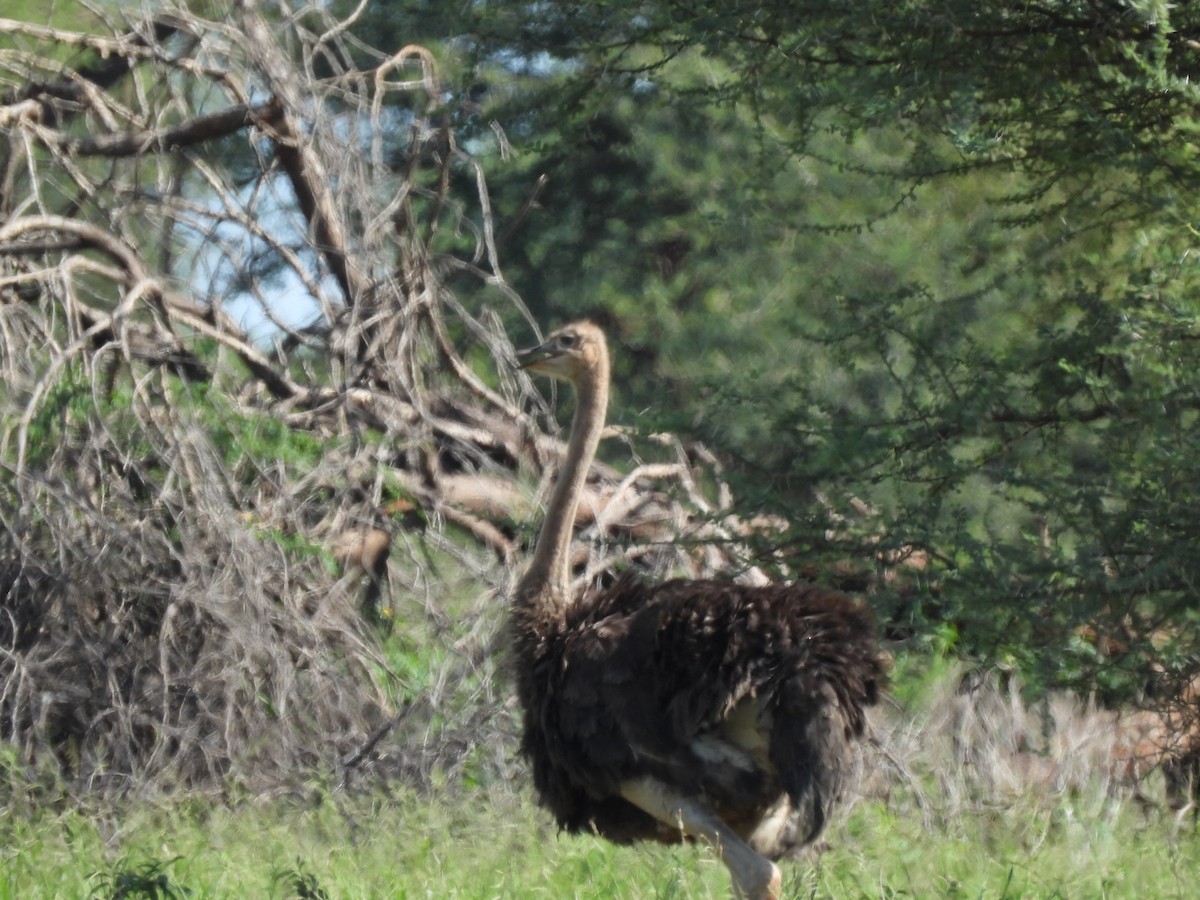 Common Ostrich - ML646507468