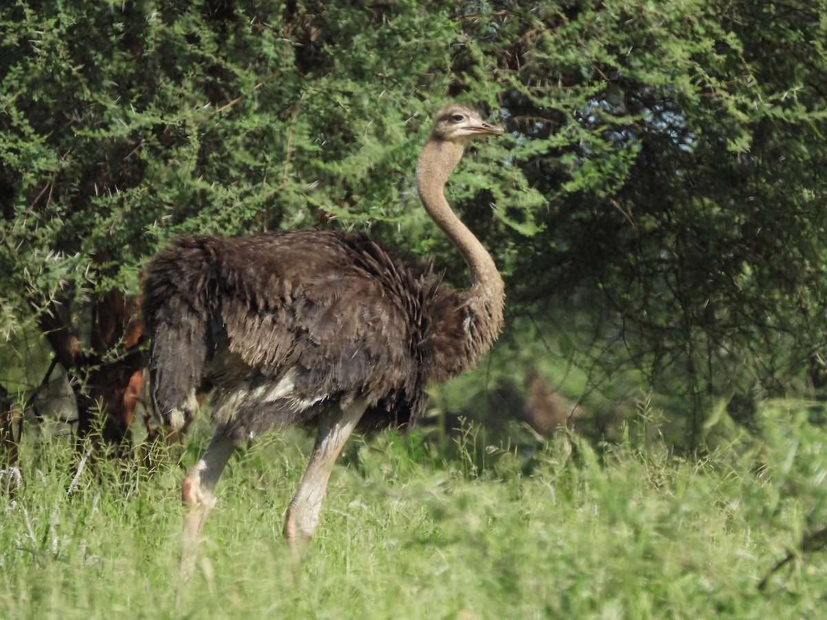 Common Ostrich - ML646507469