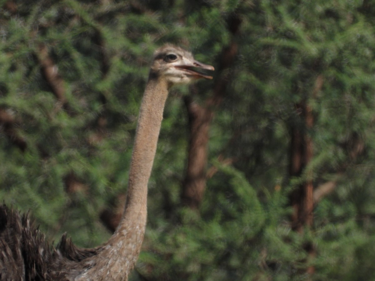 Common Ostrich - ML646507470