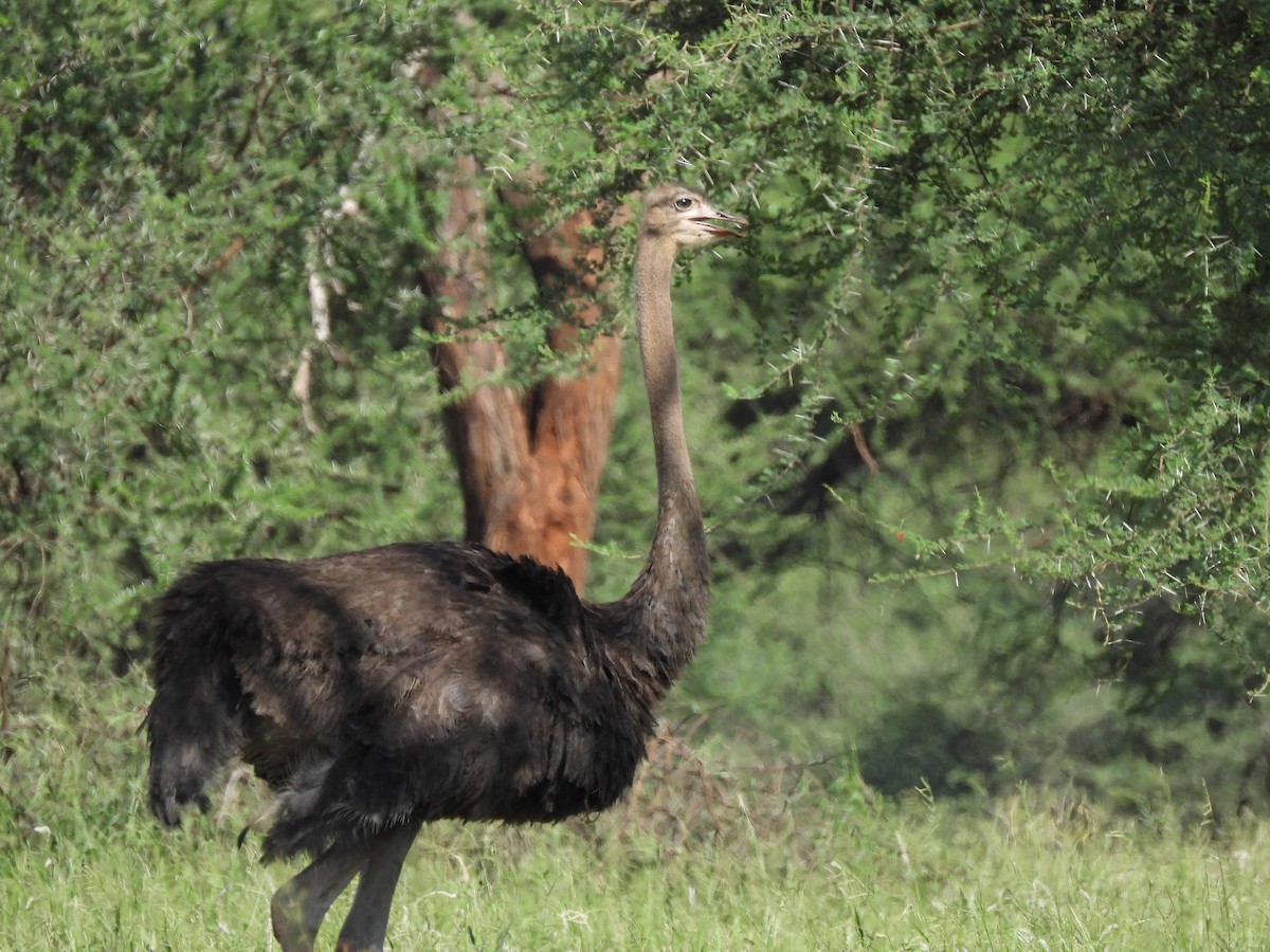 Common Ostrich - ML646507471