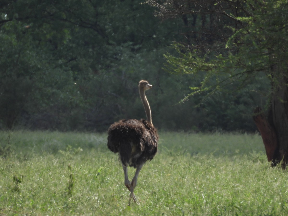 Common Ostrich - ML646507472