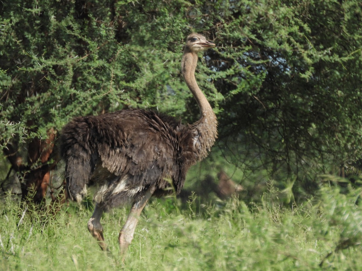 Common Ostrich - ML646507473