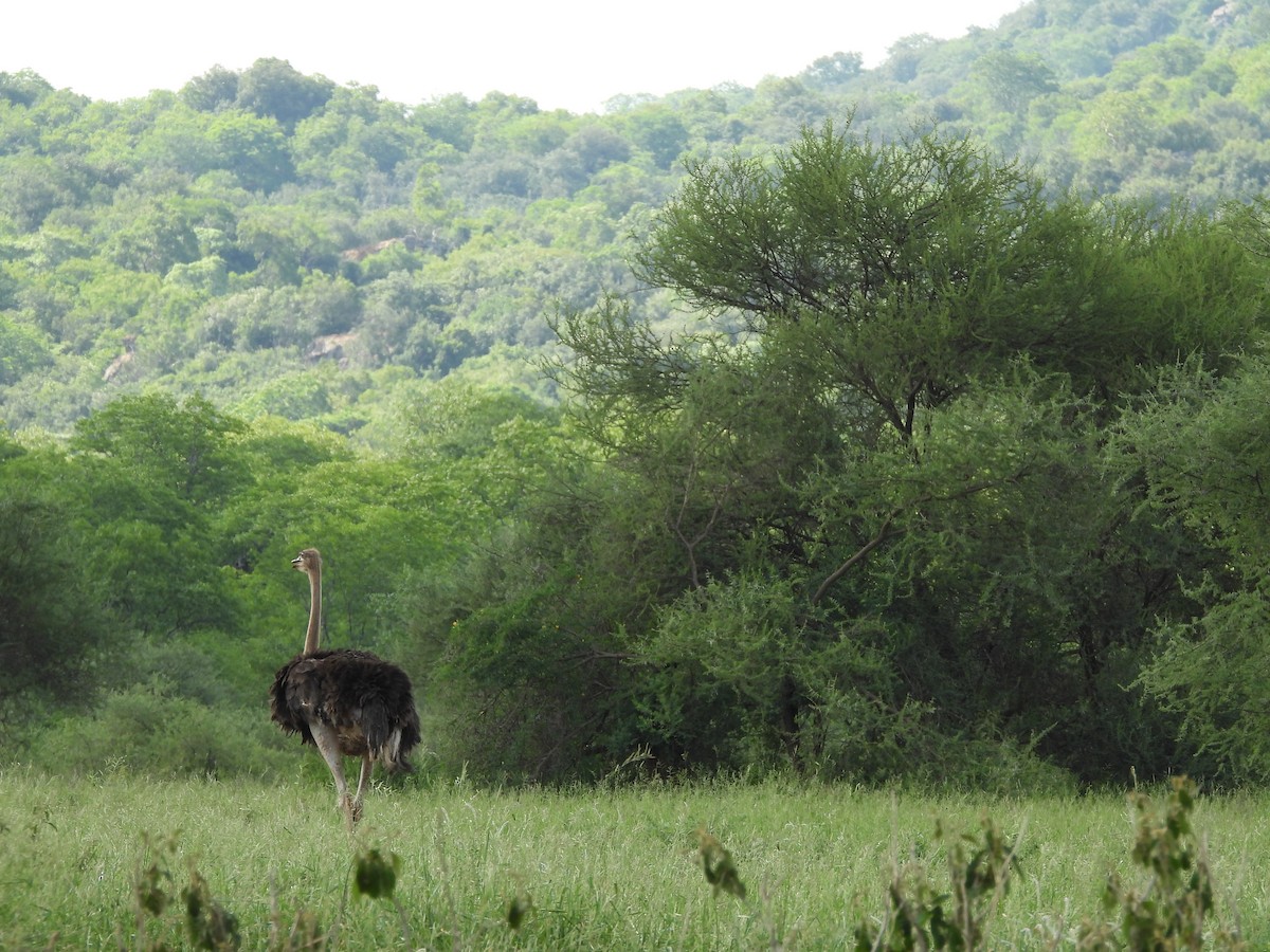 Common Ostrich - ML646507474