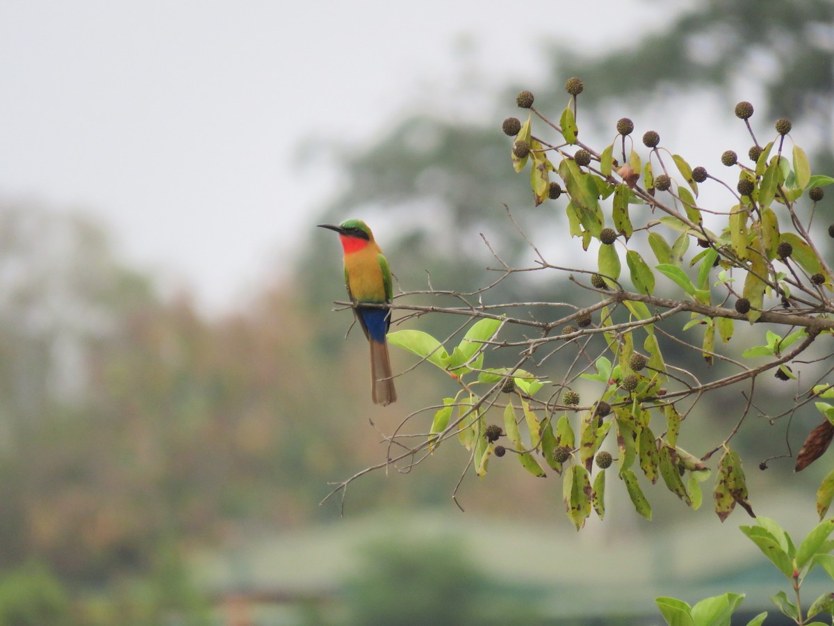 vlha zelenočelá - ML646507476