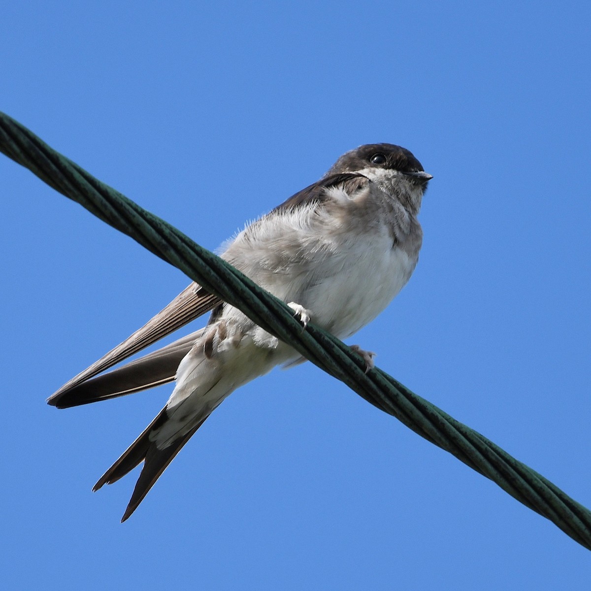 taksvale - ML646507477