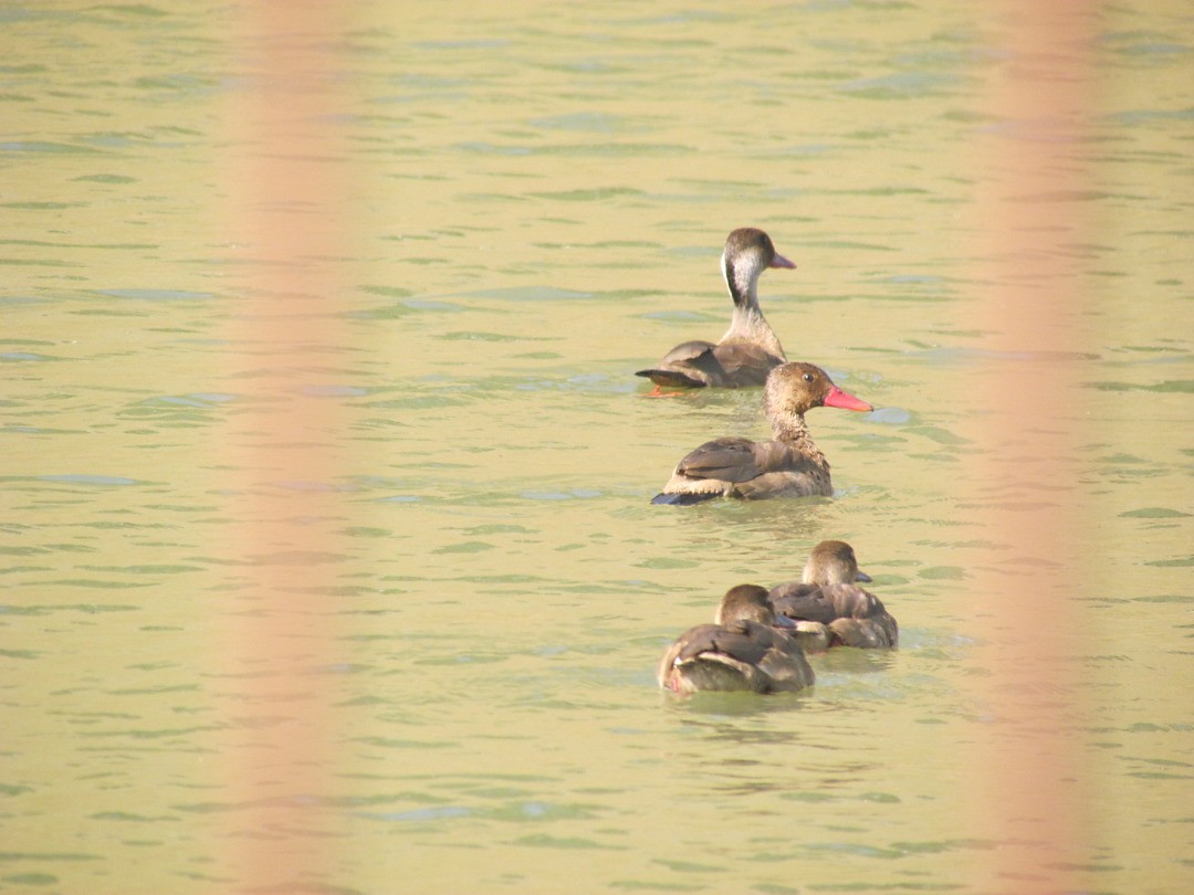 Чирянка бразильська - ML646507478