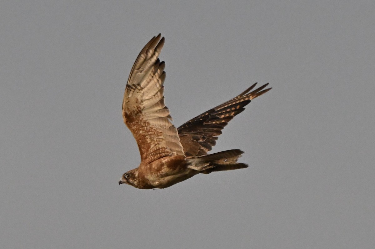 Halcón Berigora - ML646507479