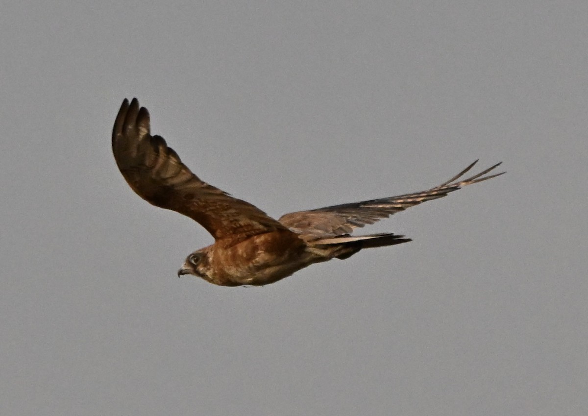 Halcón Berigora - ML646507480