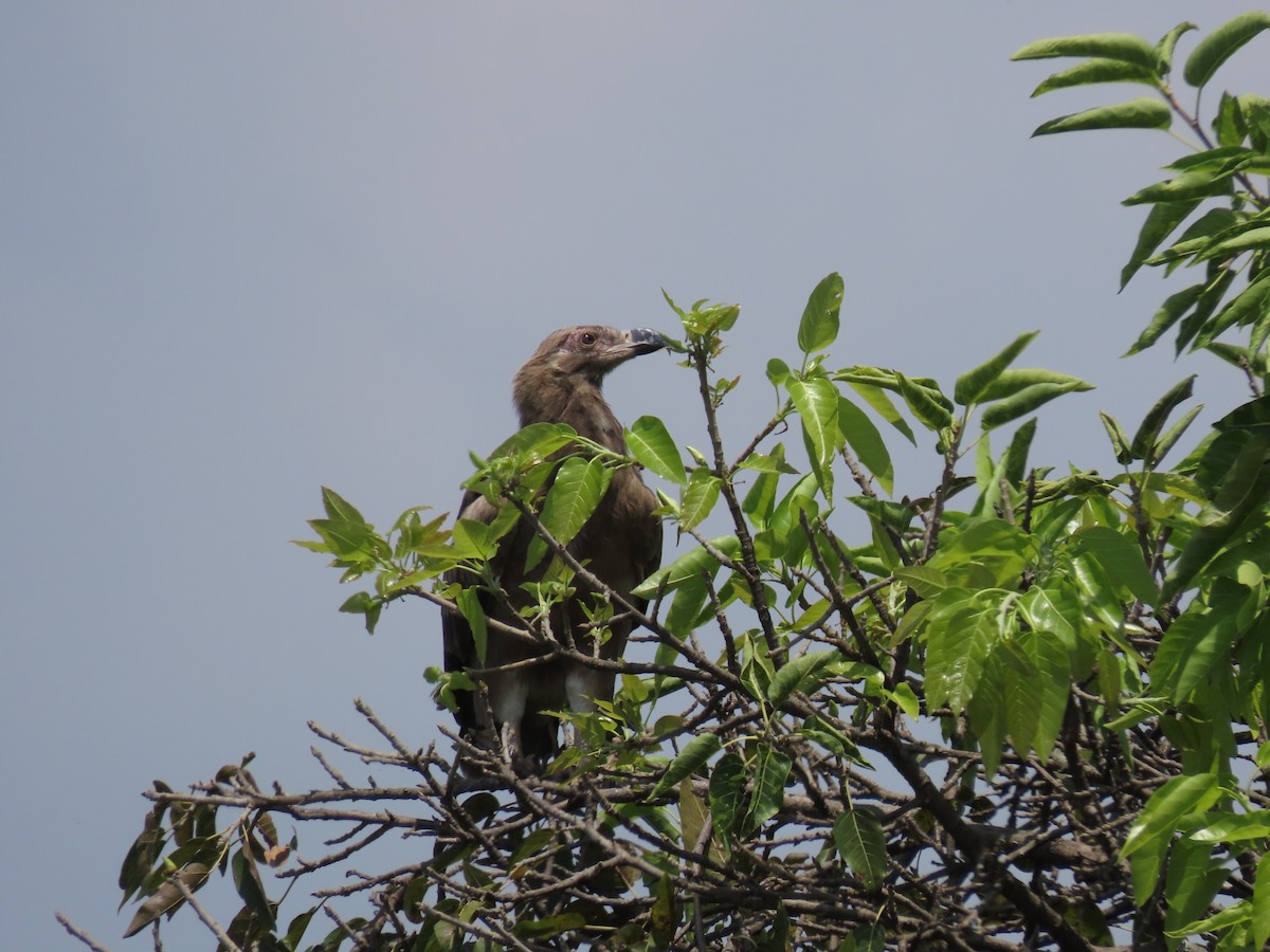 Long-crested Eagle - ML646507483