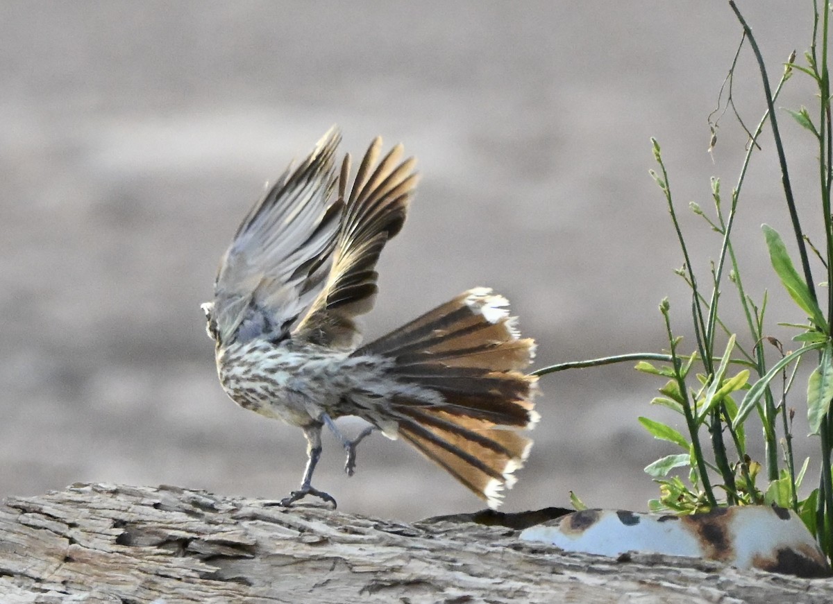 Spiny-cheeked Honeyeater - ML646507484