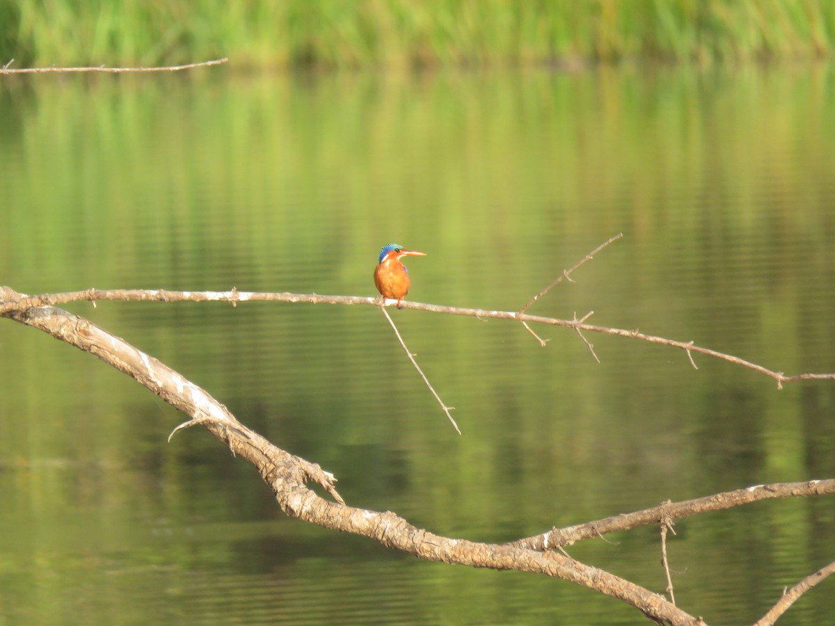 Malachite Kingfisher - ML646507485