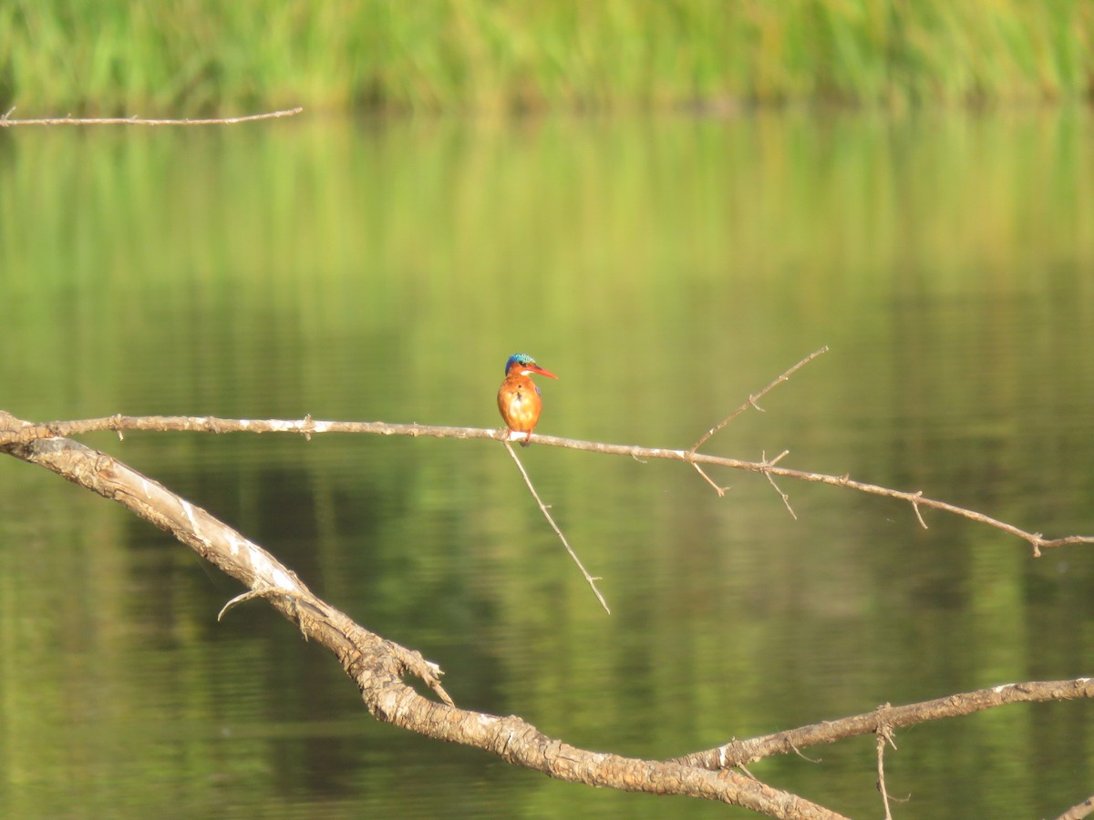 Malachite Kingfisher - ML646507486