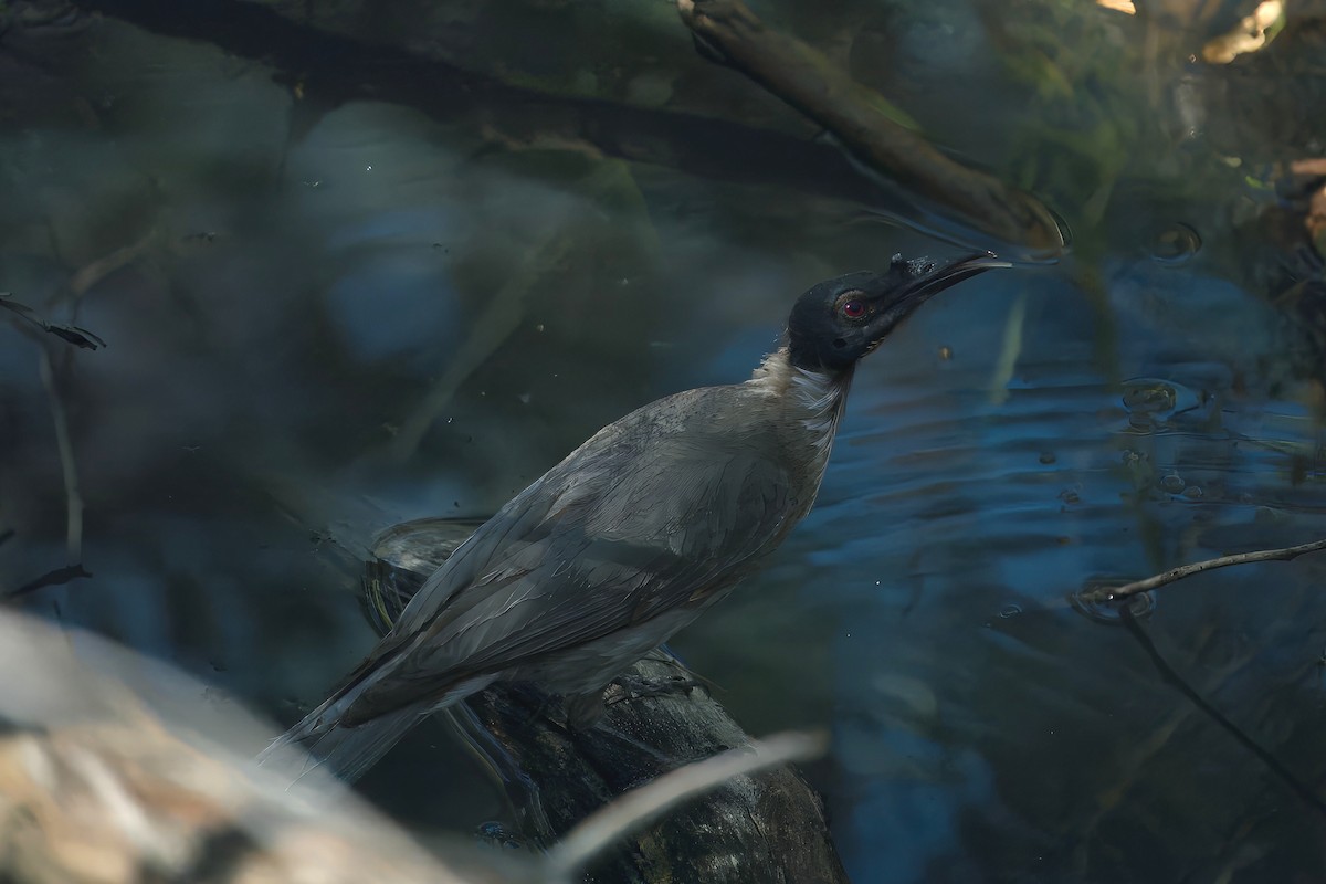 Noisy Friarbird - ML646507491