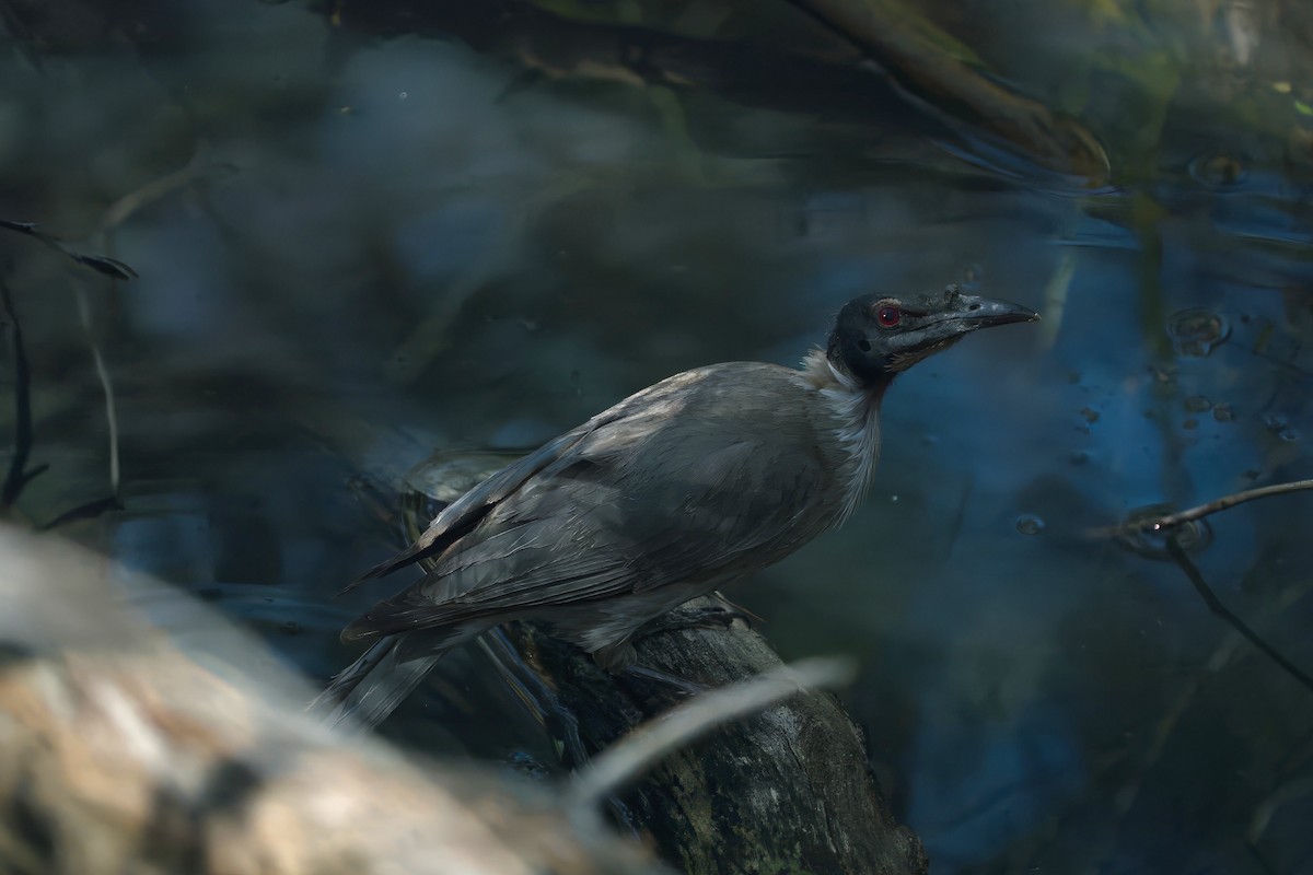 Noisy Friarbird - ML646507492