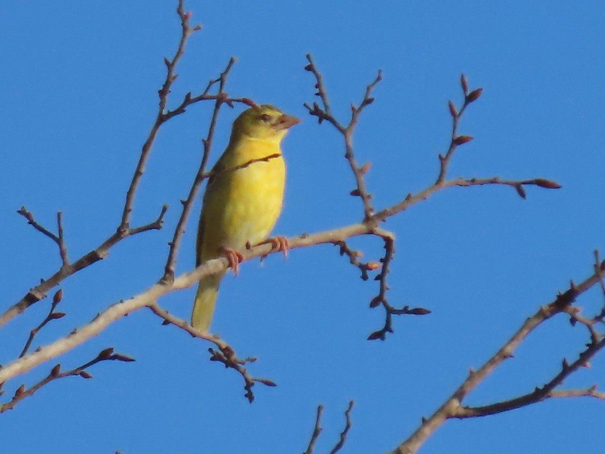 Eurasian Golden Oriole - ML646507493