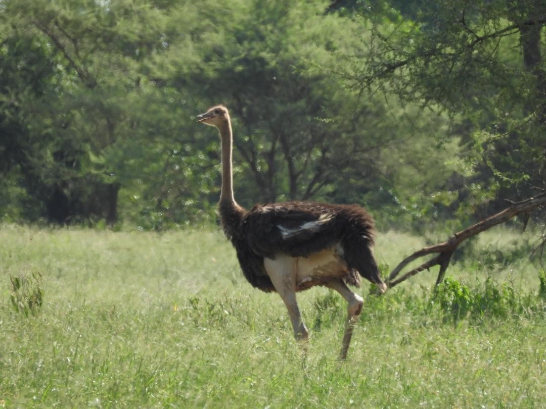 Common Ostrich - ML646507495