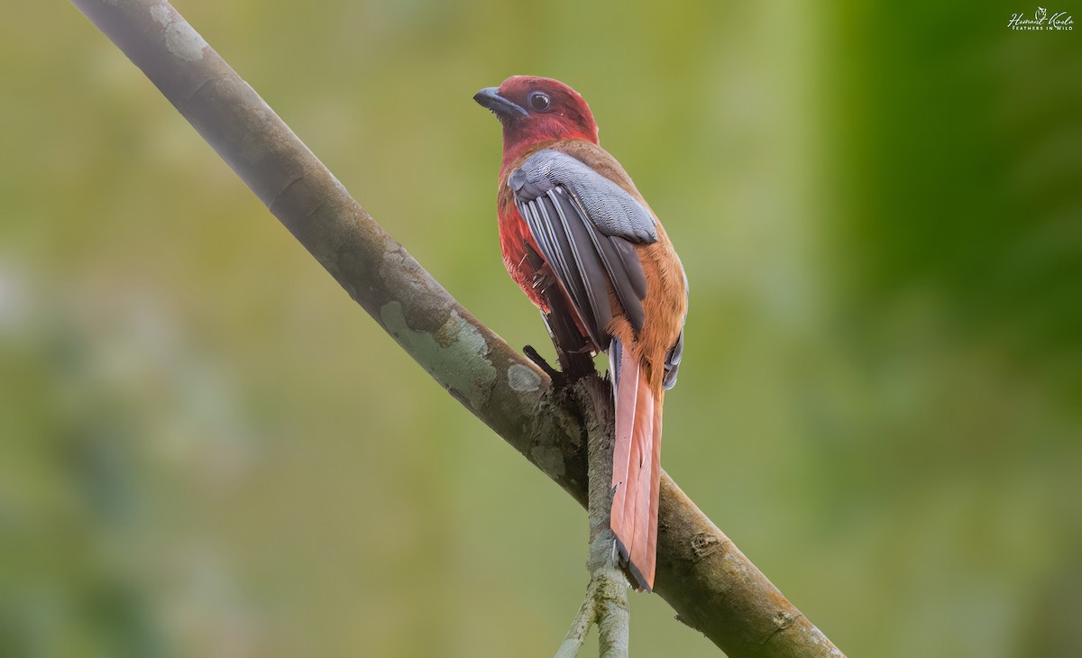 Red-headed Trogon - ML646507496