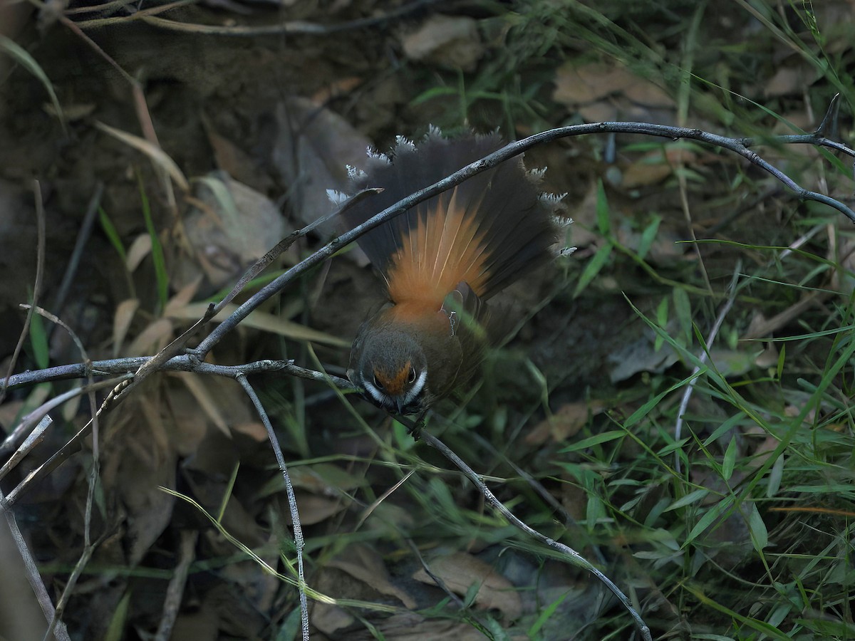 Australian Rufous Fantail - ML646507497