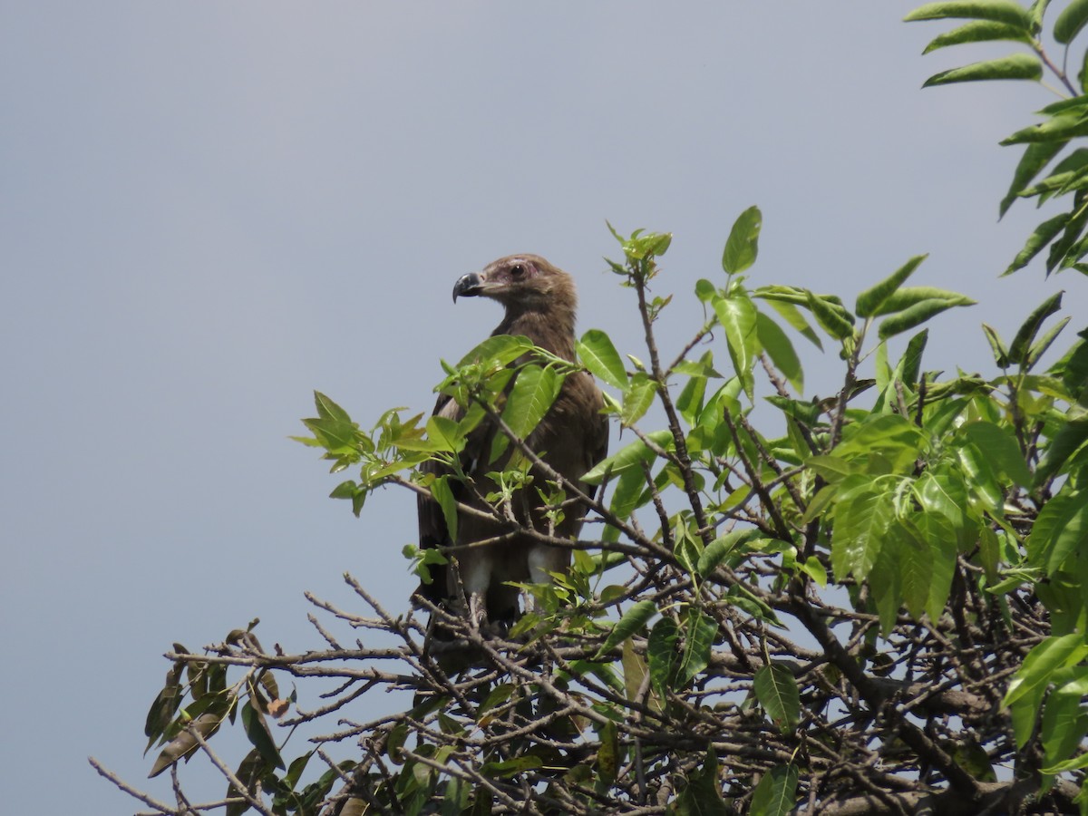Long-crested Eagle - ML646507498