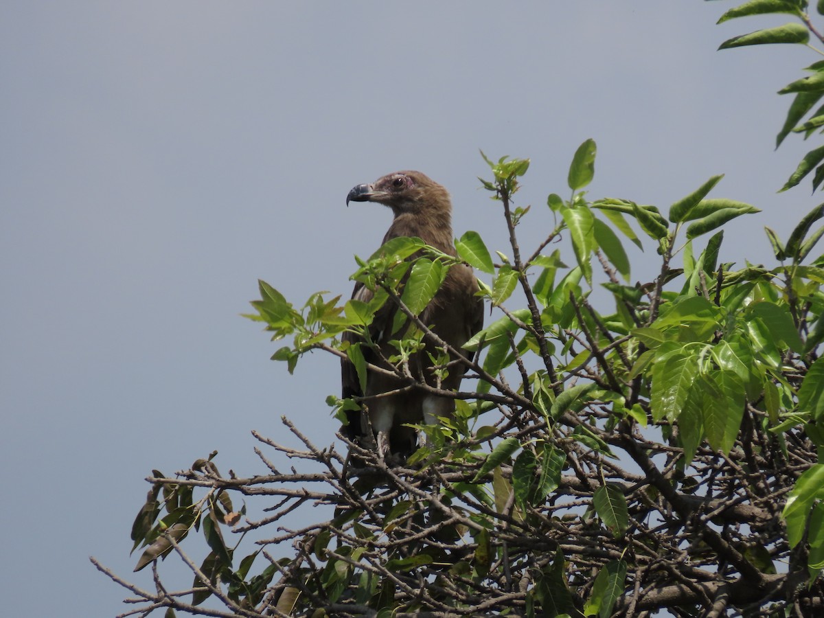 Long-crested Eagle - ML646507499
