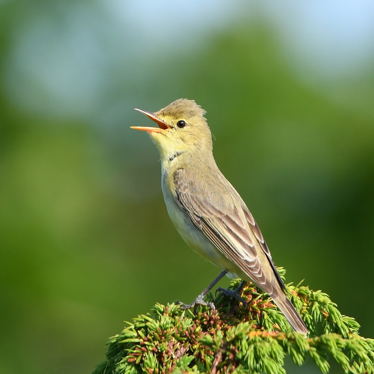 Icterine Warbler - ML646507500