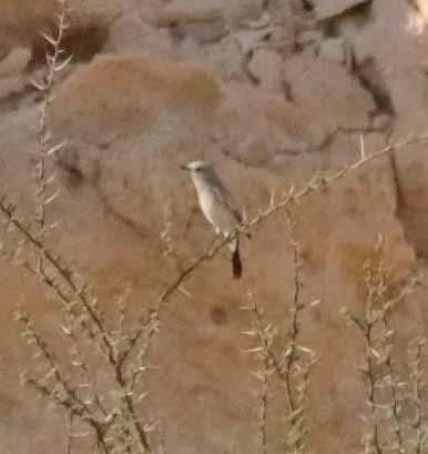 Blackstart - ML646507501