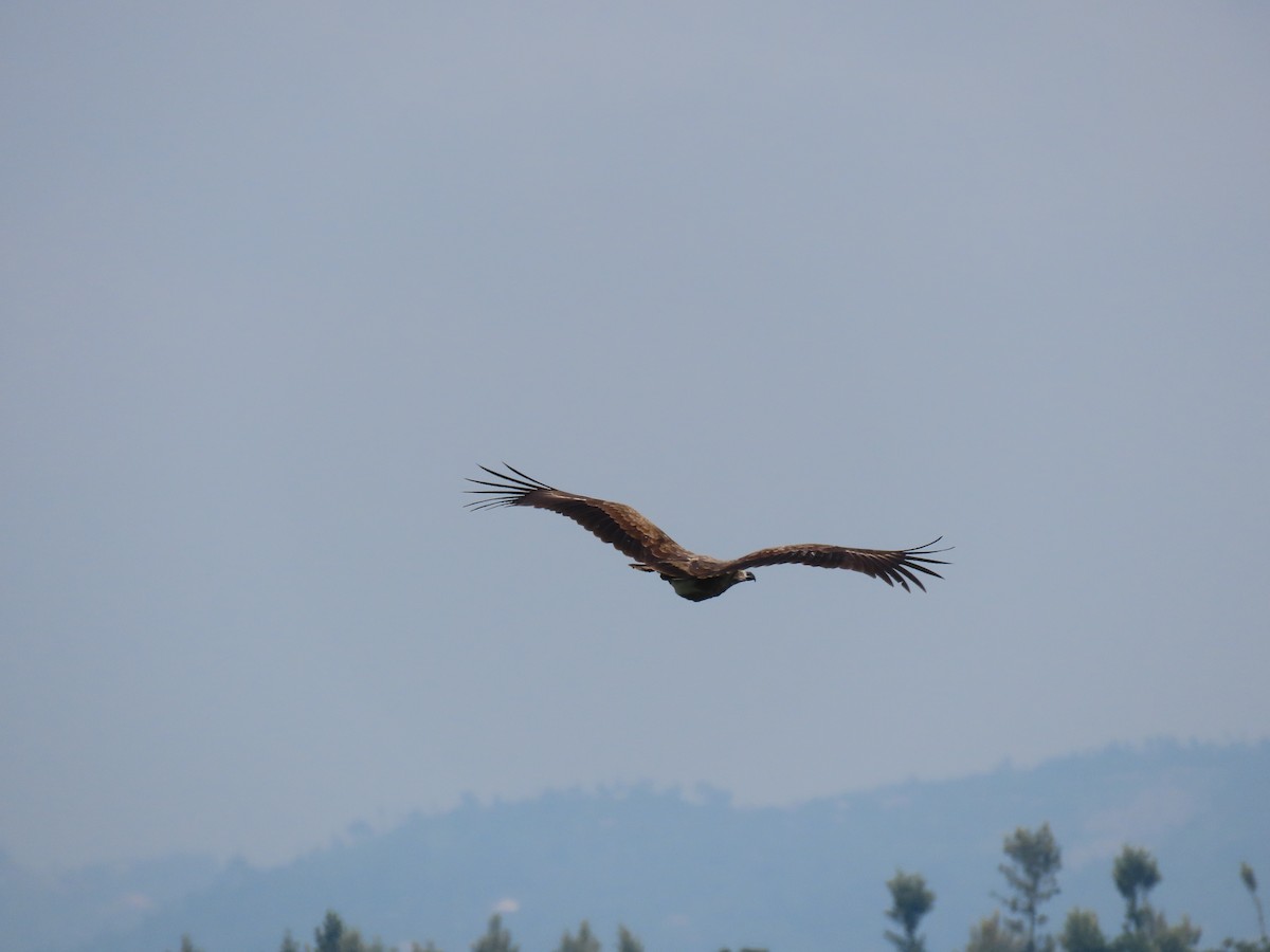 Long-crested Eagle - ML646507502