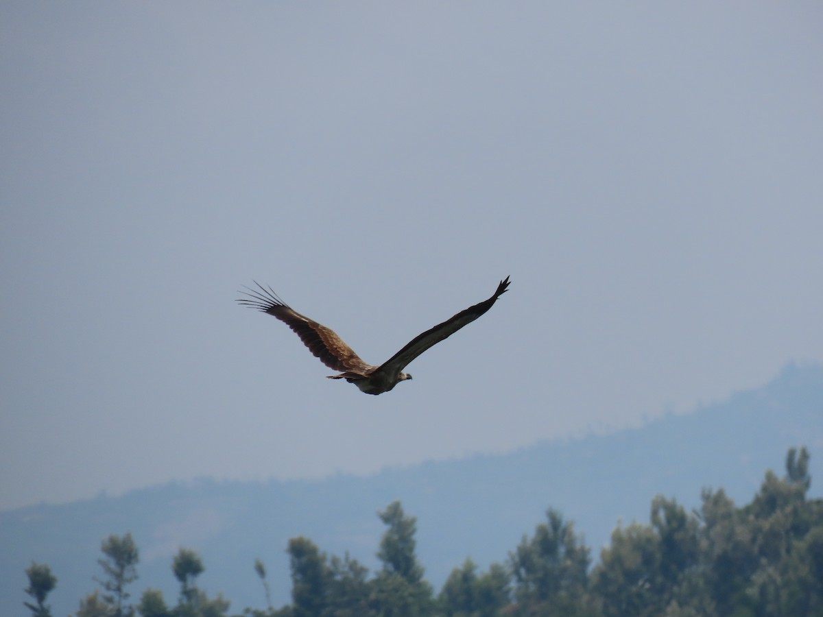Long-crested Eagle - ML646507504