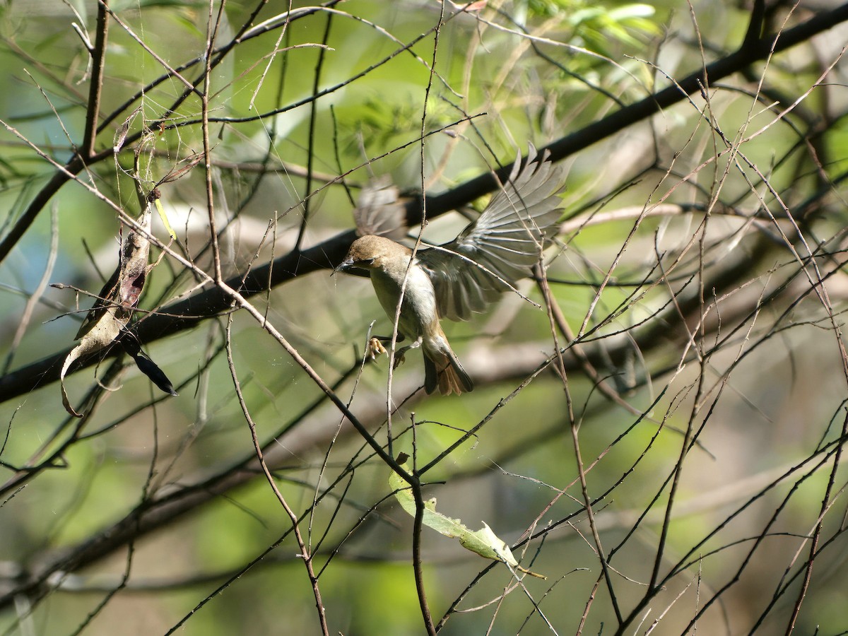 Scarlet Myzomela - ML646507505