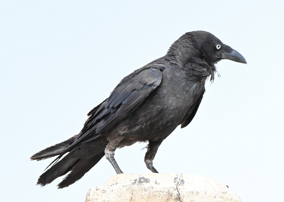 Cuervo Australiano - ML646507507