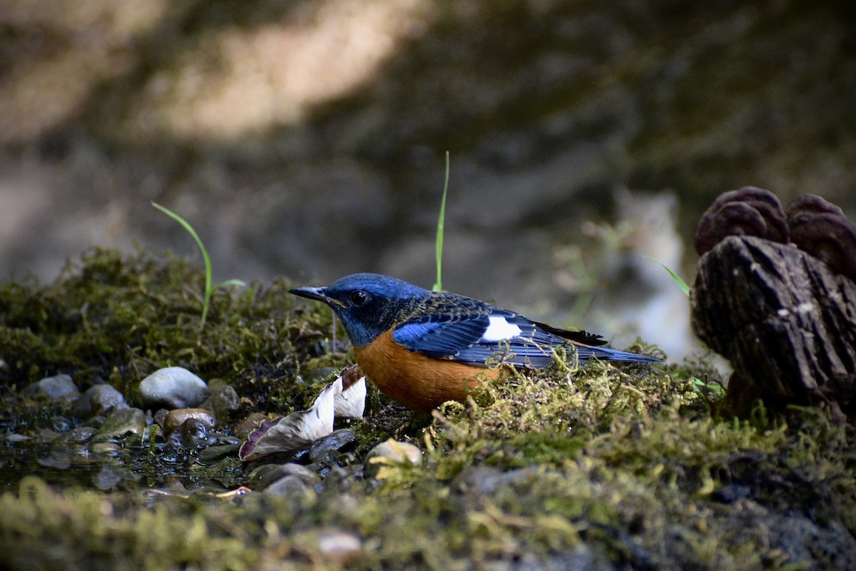 Blue-capped Rock-Thrush - ML646507510