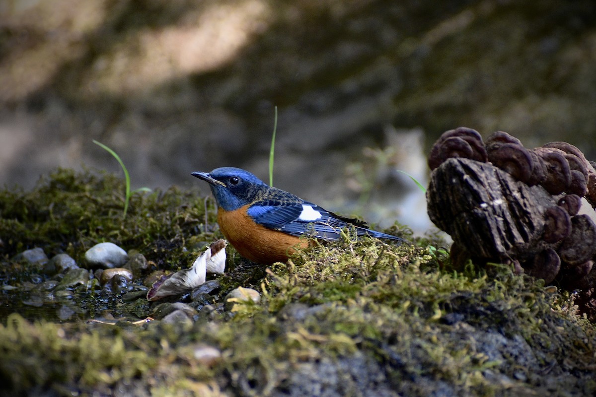 Blue-capped Rock-Thrush - ML646507511