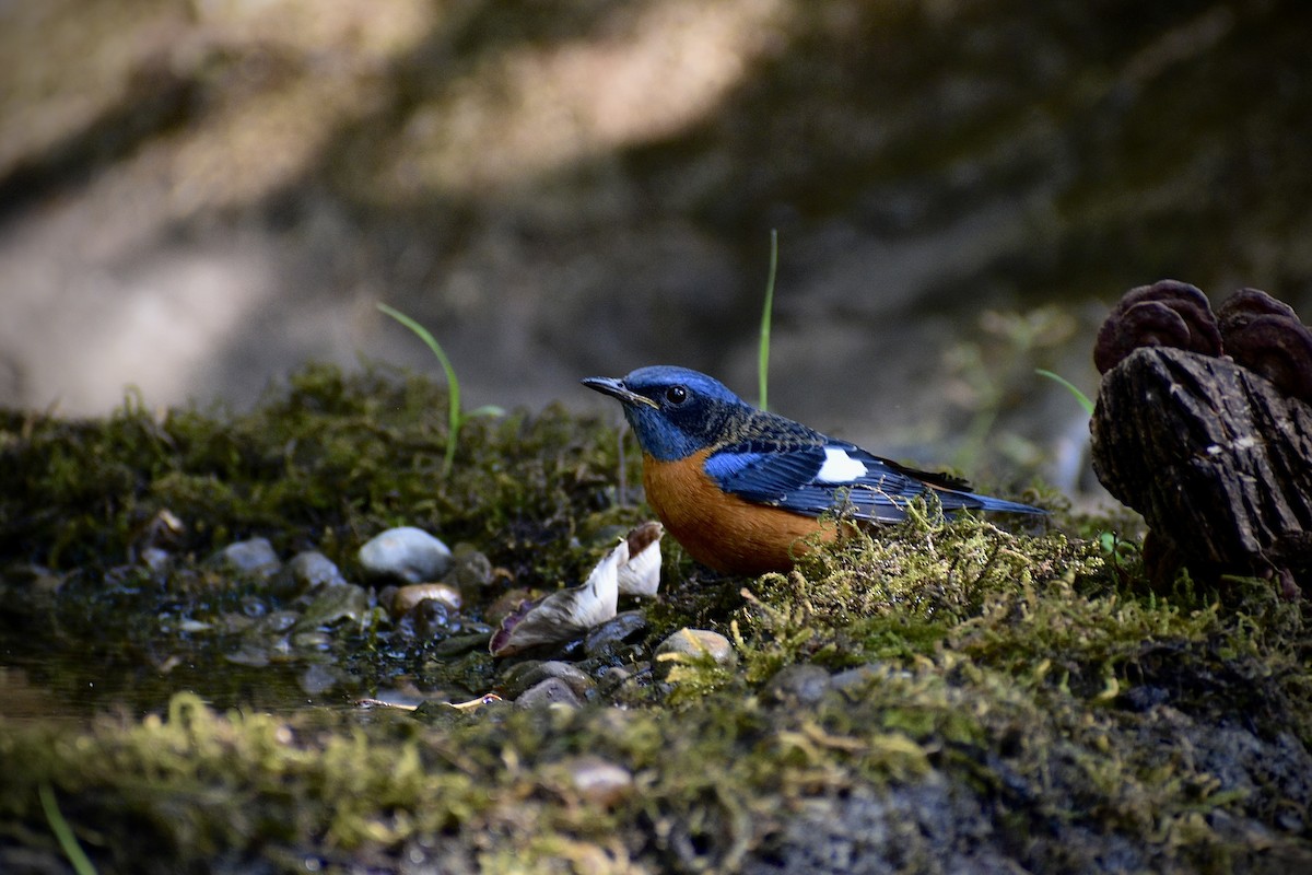 Blue-capped Rock-Thrush - ML646507512