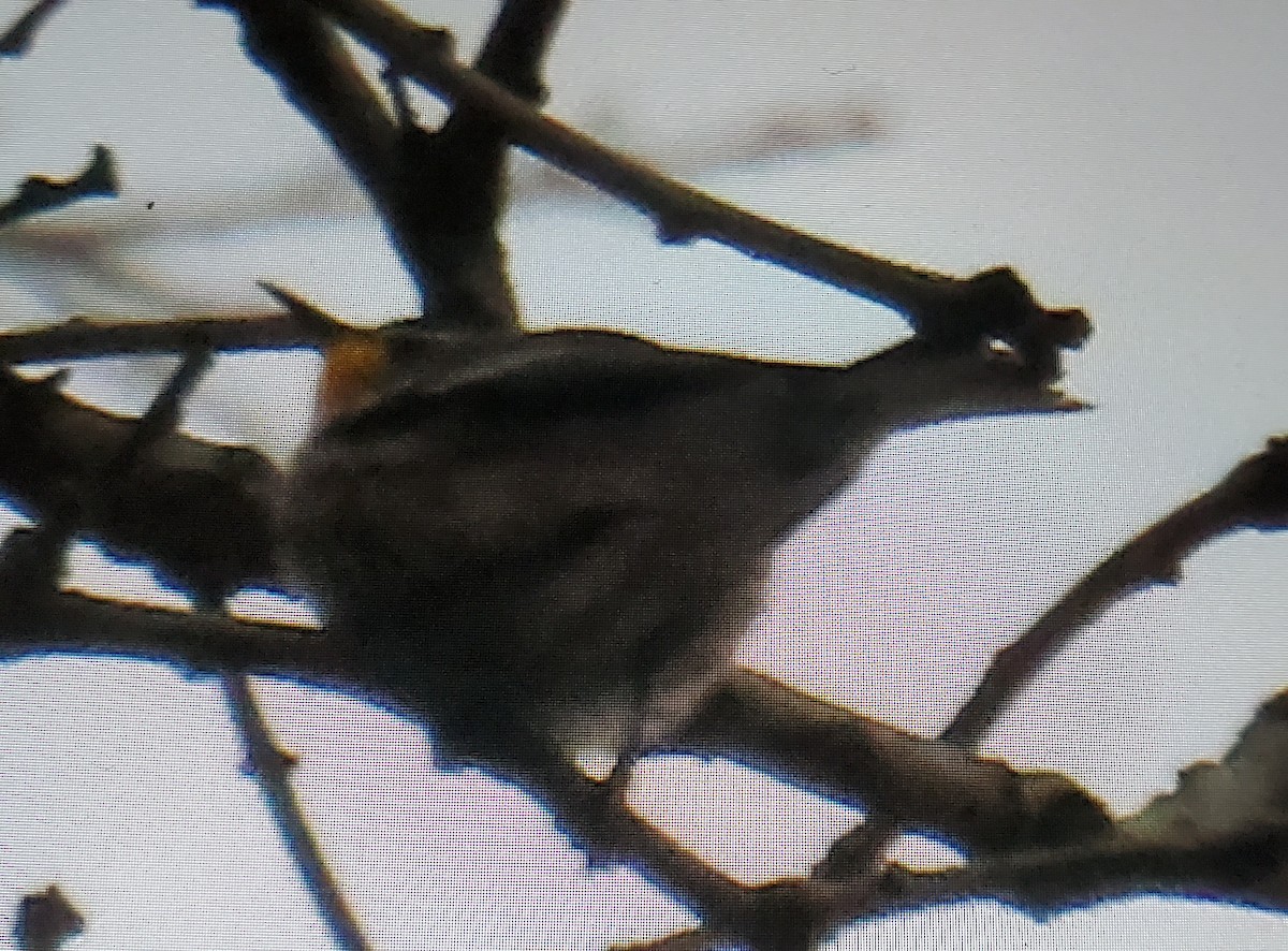 Yellow-throated Warbler - ML646507513