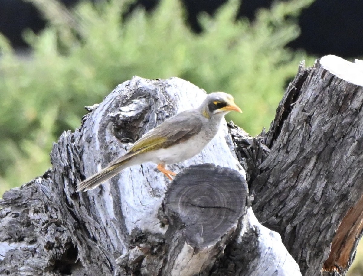 Mielero Goligualdo - ML646507515