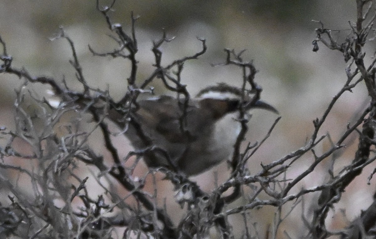 Gárrulo Cejudo - ML646507516