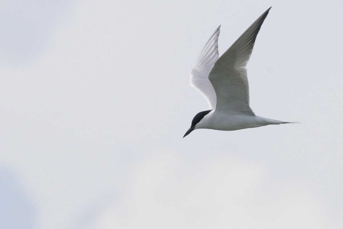 Gull-billed Tern - ML646507518