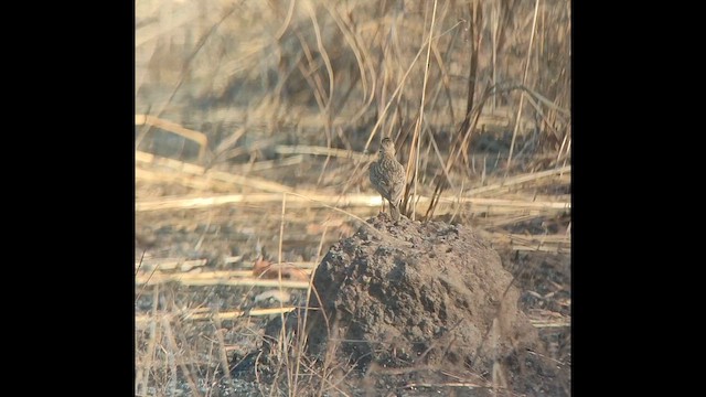 Посмітюха іржаста - ML646507520