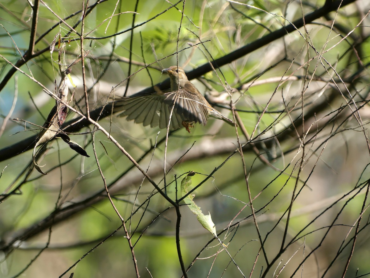 クレナイミツスイ - ML646507525