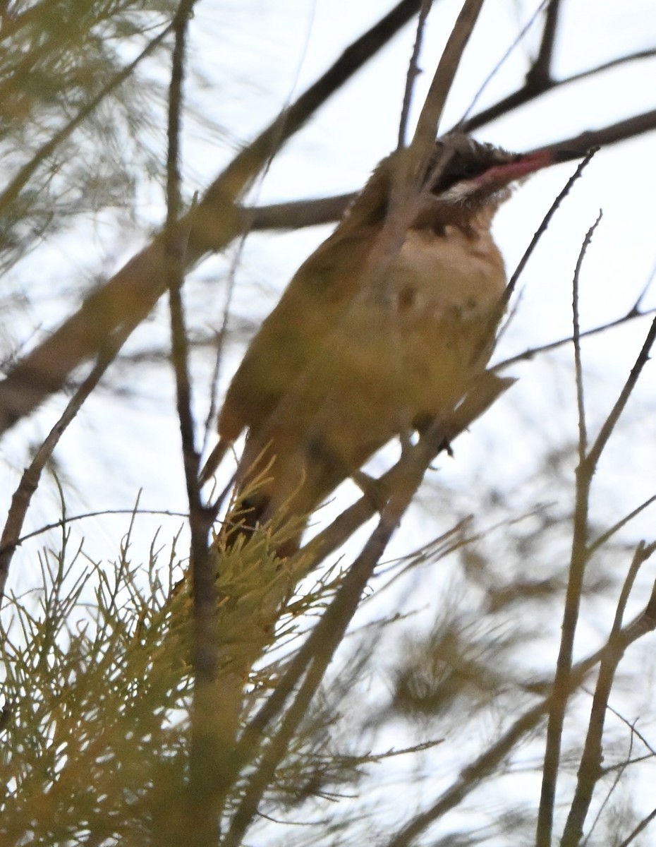 Diken Yanaklı Balkuşu - ML646507526