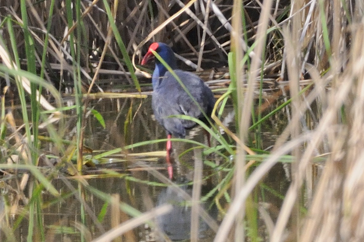 Western Swamphen - ML646507529