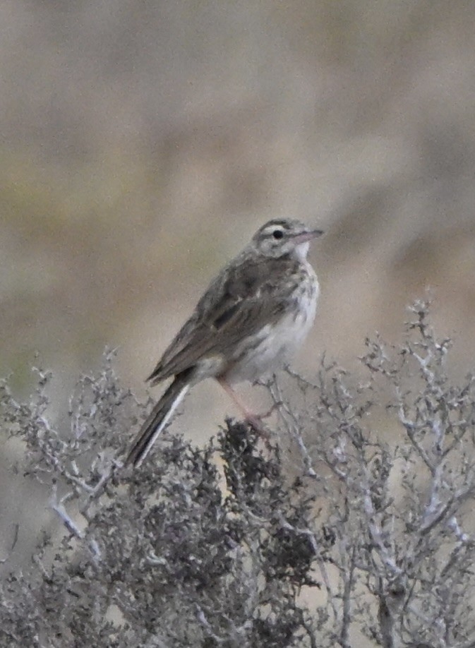 Bisbita Australiano - ML646507530