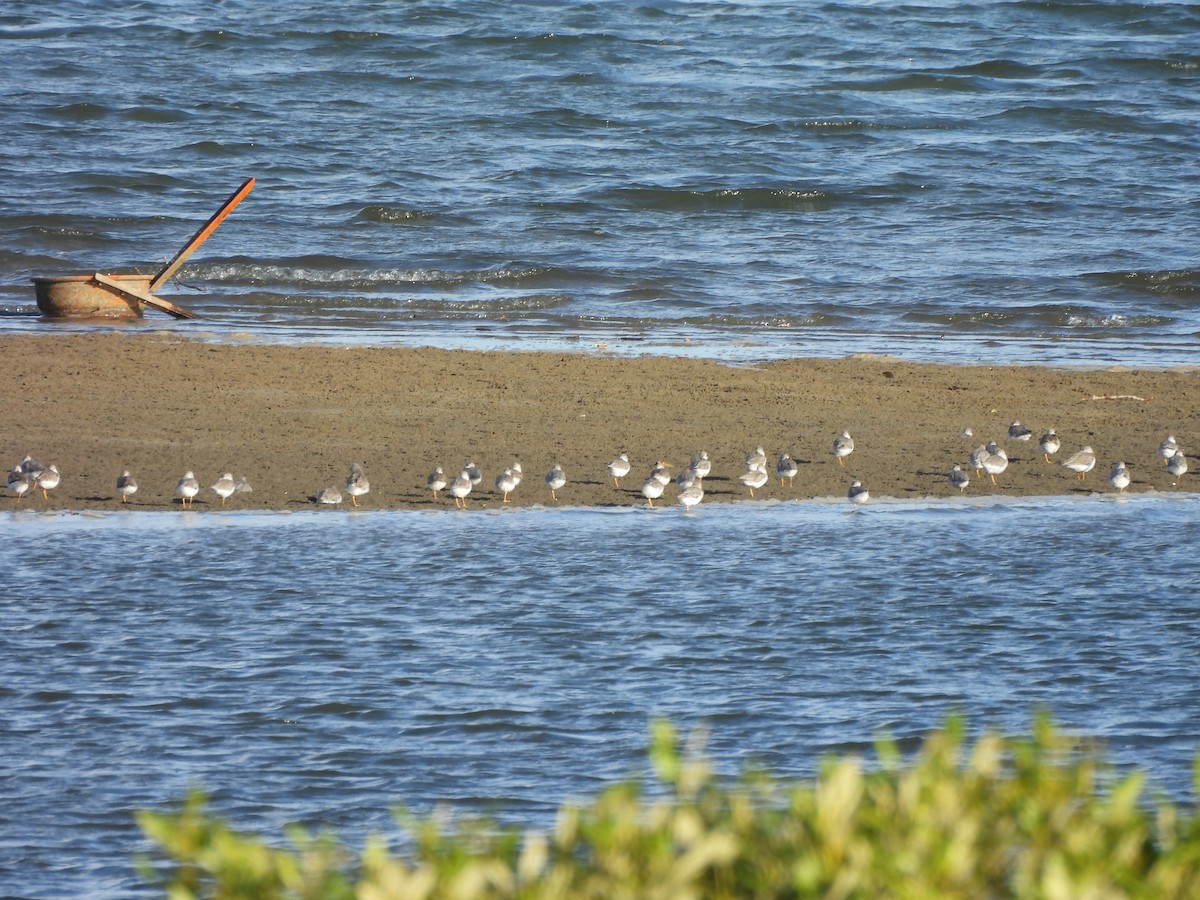 Terek Sandpiper - ML646507532