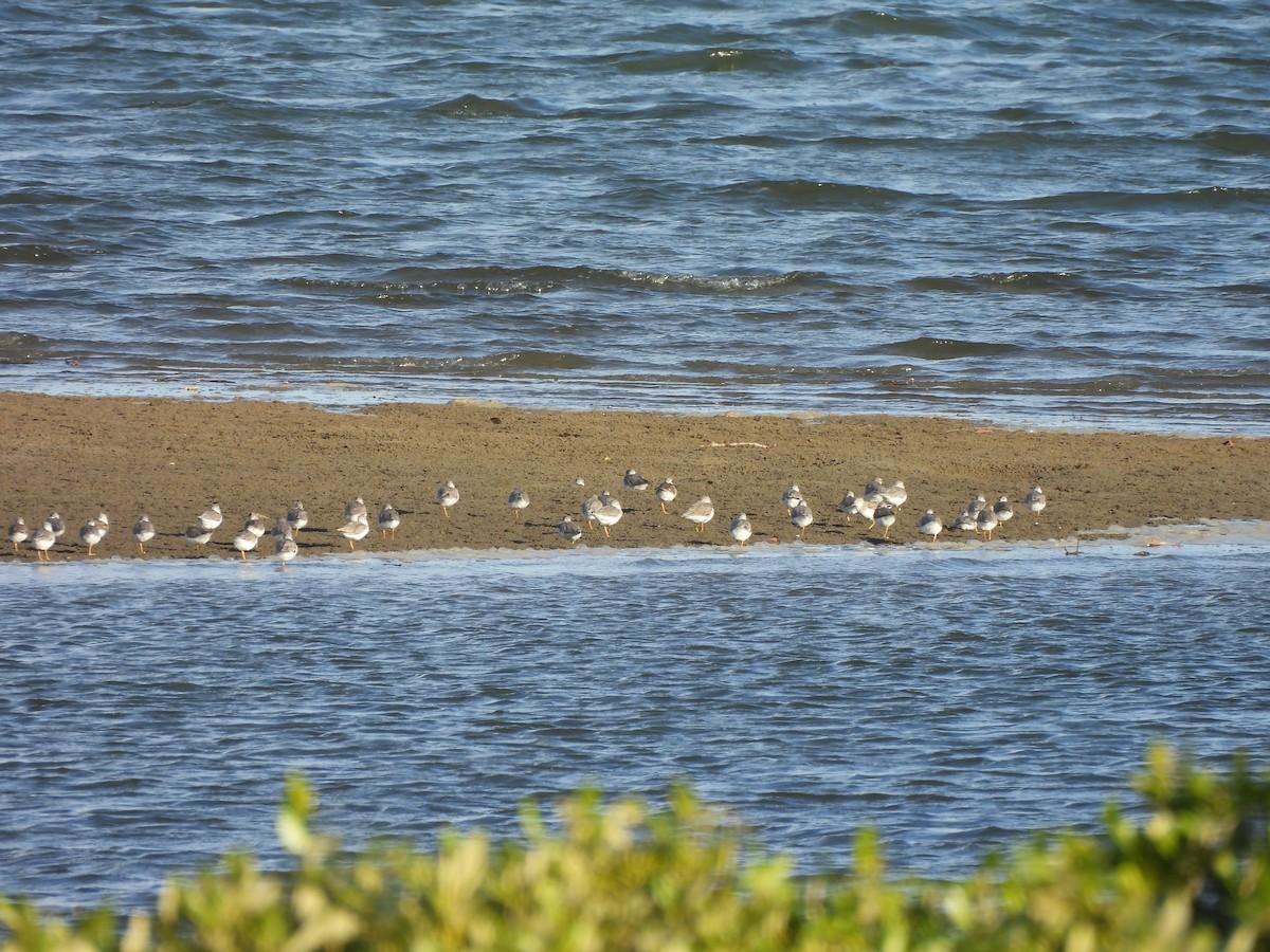Terek Sandpiper - ML646507533